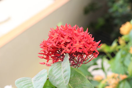 Ixora coccinea flower in garden, closeup of photoの写真素材