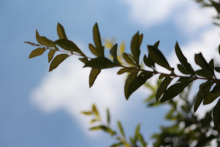 Close up of green leaves against blue sky with white clouds. Nature background.の写真素材
