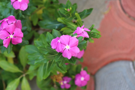 pink periwinkle flowers in the garden, closeup of photoの写真素材