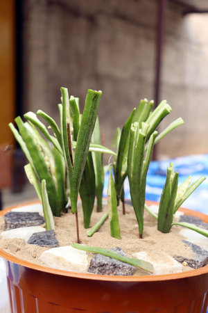 Cactus in a pot on a table in a cafe,の写真素材
