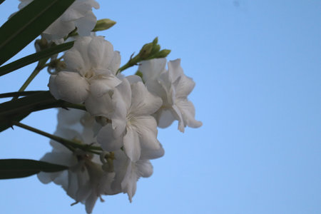 white oleander flowers on blue sky background, closeup of photo