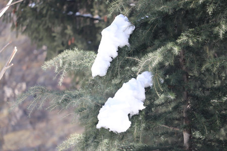 Pine branches covered with snow in the forest. Winter background.の写真素材