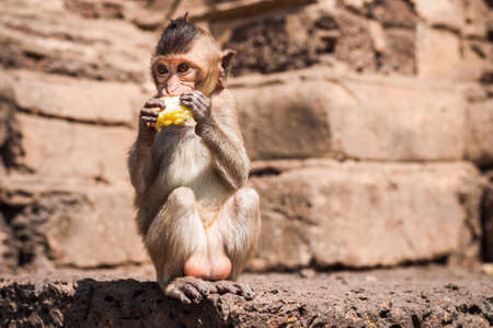 Monkeys live in ancient remians.の素材