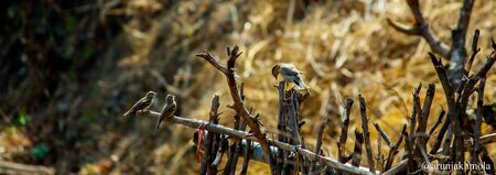 Bird at their natural habitatの写真素材