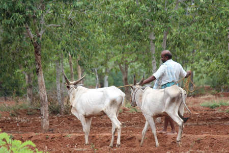 farmer at work with ploughing bulls.のeditorial素材
