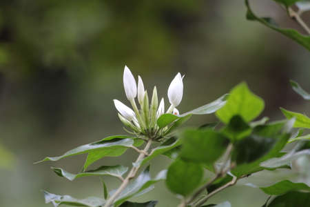 white lily budsの写真素材