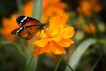 butterfly on flowerの写真素材