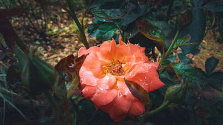 Rose, closeup shot of rose with beautiful blur and green background with petals.の写真素材
