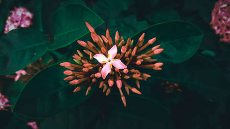 Close up of pink Ixora flower with green leaf background.の写真素材