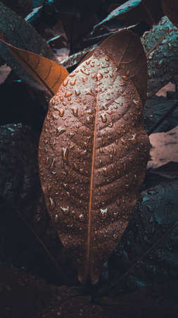 Water droplets on the leaves after the rain in rainy season.
