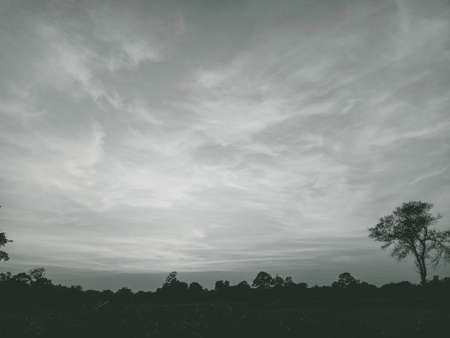 Silhouette of a tree in the field with cloudy sky.