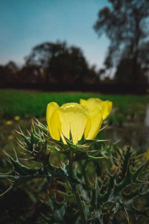A selective focus shot of a yellow flower on a grassy fieldの写真素材