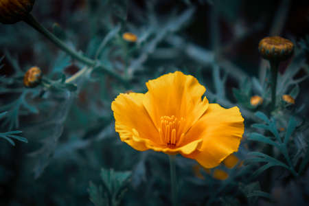 A selective focus shot of a beautiful yellow poppy surrounded by greeneryの写真素材