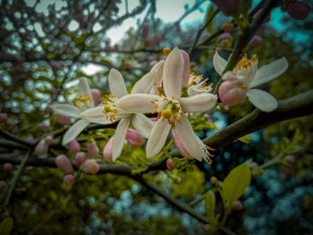 Close up of blooming flowers on a lemon tree in spring.