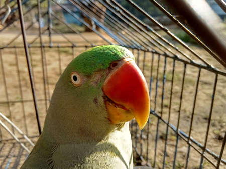 Close-up of a green parrot sitting in a cage.