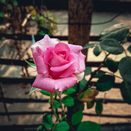 Beautiful pink rose in the garden. Selective focus. Nature.の写真素材