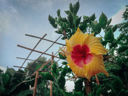 Yellow and red hibiscus flower in garden with blue skyの写真素材
