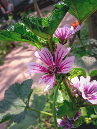 Close up of pink and purple malva flowers in the garden.