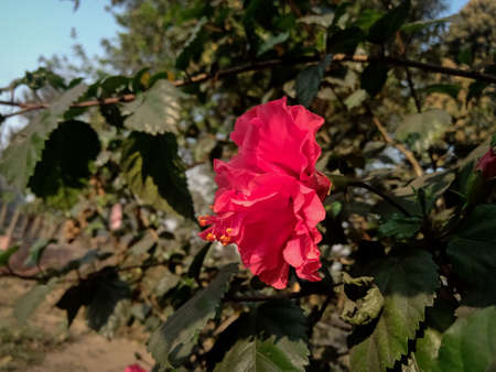 Red hibiscus flower in the garden on a sunny day