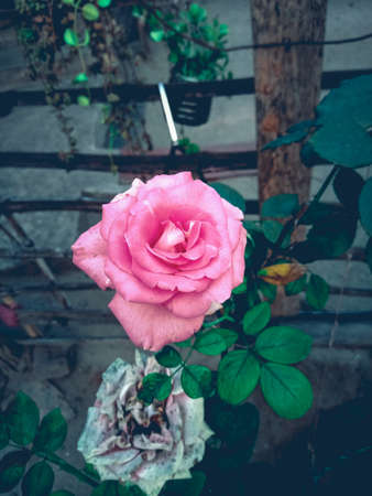 Beautiful pink rose blooming in the garden. Vintage tone.の写真素材