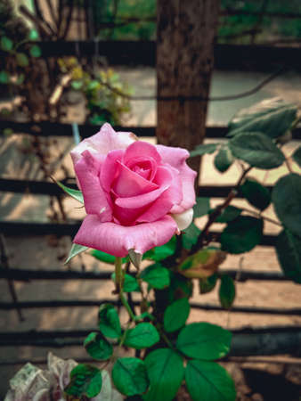 Beautiful pink rose in the garden. Close up, selective focus.