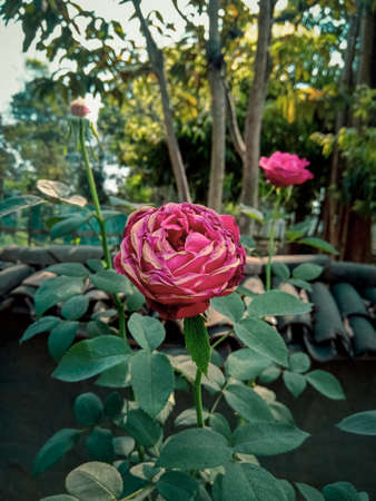 Beautiful pink rose blooming in the garden. Selective focus.