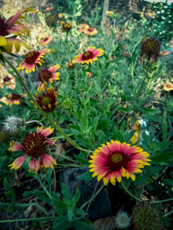 A selective focus shot of beautiful flowers in the garden under the sunlight