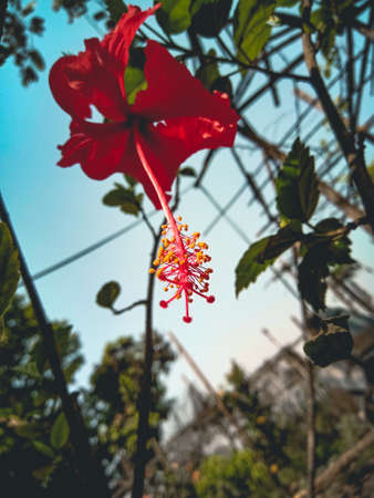 Red hibiscus flower in the garden with blue sky backgroundの写真素材