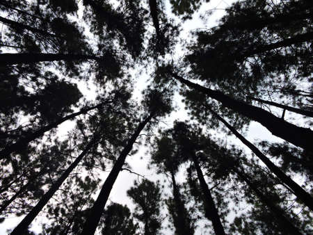 Pine Tree forest of Vagamon in Keralaの写真素材