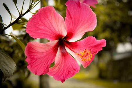 Hibiscus flowers is one of the most beautiful flowers in the world.