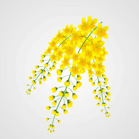 kerala traditional flower kanikonna isolated with white backgroundのイラスト素材