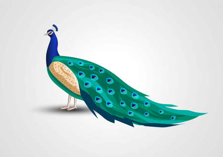 Indian national bird peacock vector illustration designのイラスト素材