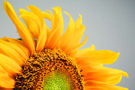 Close-up of sun flowerの写真素材
