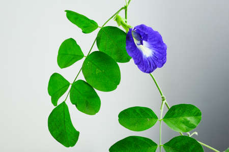 Blue Butterfly Pea Flowerの写真素材