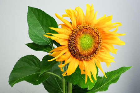 The beautiful sunflowerの写真素材