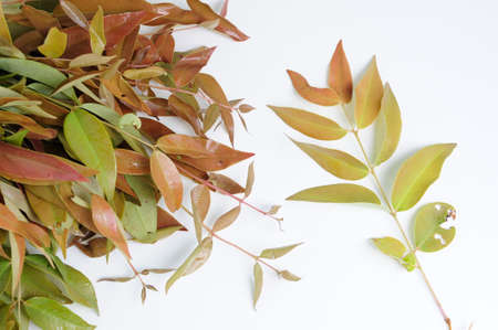 wild vegetable, Thailandの写真素材