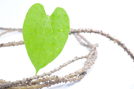 HEART-LEAVED MOONSEED  Tinospora crispa 