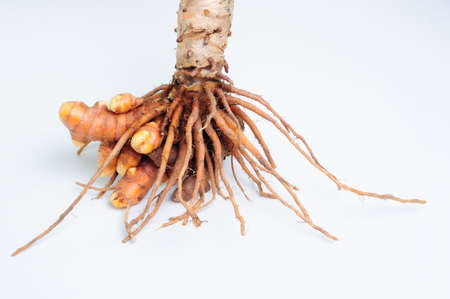 turmeric