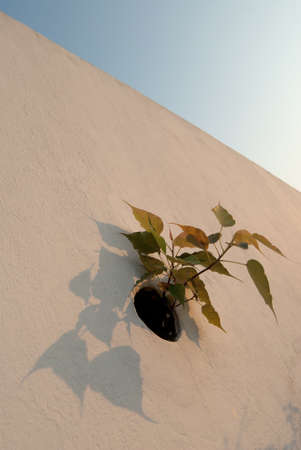 Flowers growing on a wall