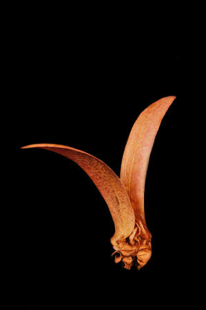 The winged seed, blowing in the wind の写真素材