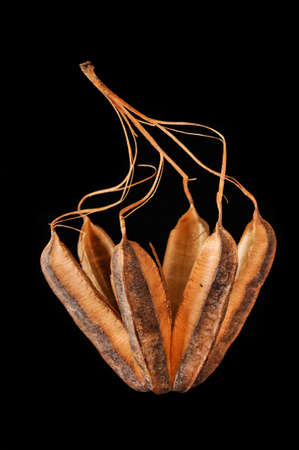 The winged seed, blowing in the wind の写真素材