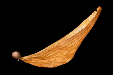 The winged seed, blowing in the wind の写真素材