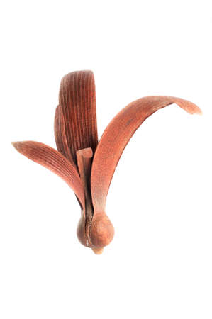 The winged seed, blowing in the wind の写真素材