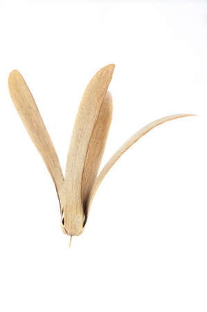 The winged seed, blowing in the wind の写真素材