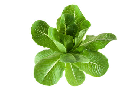 Fresh green salad isolated on white backgroundの写真素材