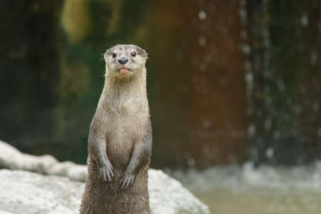 Standing otterの写真素材