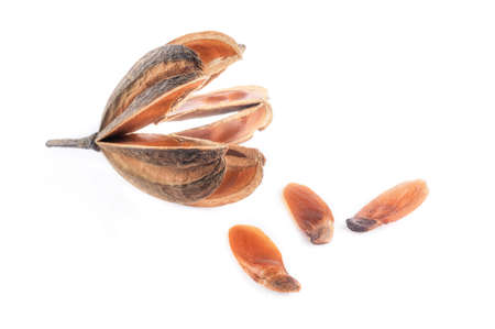 The winged seed, blowing in the wind の写真素材