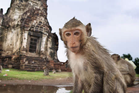 Closeup portrait of a monkey in front of temple in Lopburiの写真素材