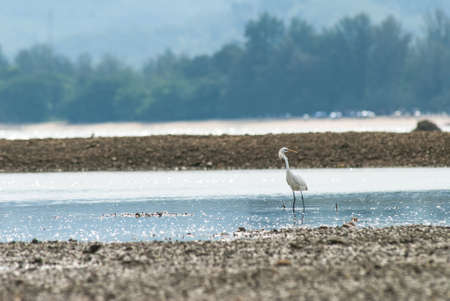 Chinese egretの写真素材