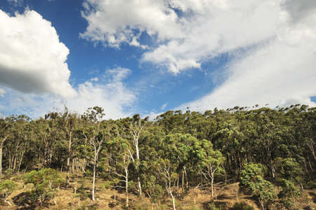 typical rural scenery in Australia, with beautiful clouds in blue skyの写真素材